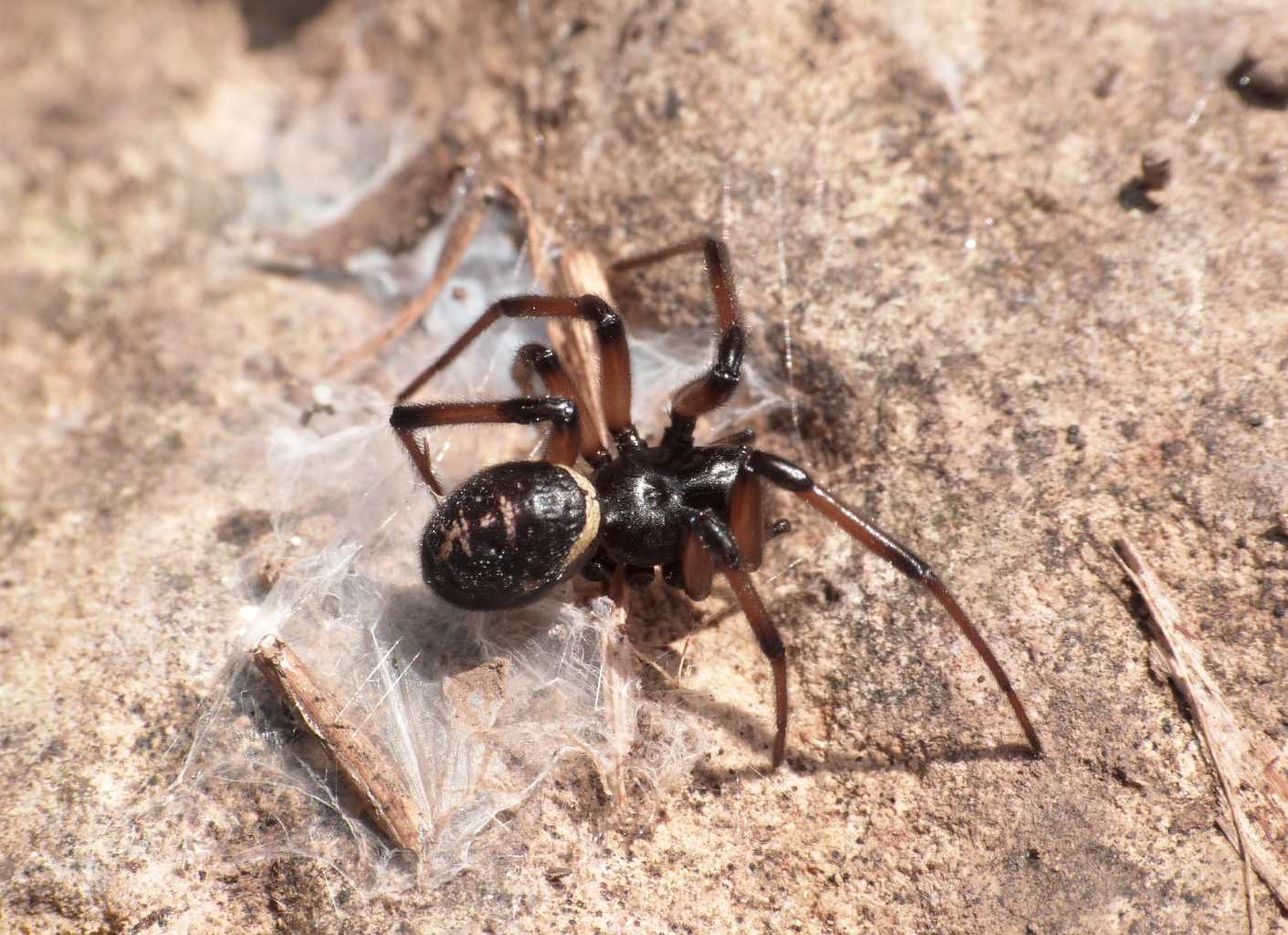 Strana coppia (S. paykulliana & S. nobilis) - Tolfa (RM)